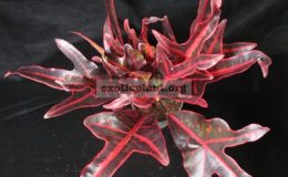 Codiaeum-T26-Red-venation-and-black-trilobe-leaf-черные-трехлопастные-листья-красные-вены-24
