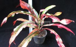 Codiaeum-T27-Very-narrow-leaf-очень-узкие-листья-20