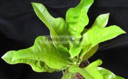 Codiaeum-T29-Green-young-leaf-and-black-mature-leaf-зеленые-молодые-и-черные-взрослые-листья-20