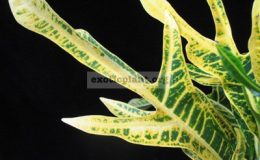 Codiaeum-T31-Yellow-veination-and-green-trilobe-leaf-20