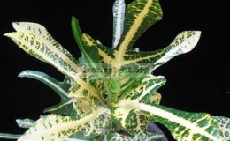 Codiaeum-T37-Yellow-and-trilobe-leaf-20-