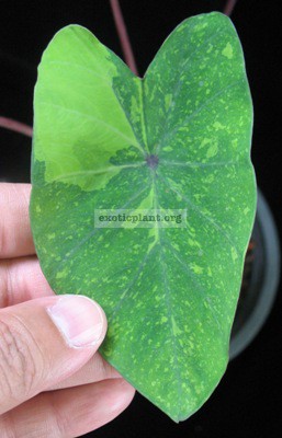 Colocasia-sp.T01-variegated-35-