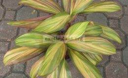 Cordyline-Petch-Roong-Aroon1-1