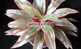 Cordyline-Petch-Saeng-Manee-compact1-1