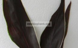 Cordyline-fruticosa-Almost-Black-700-1