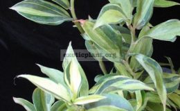 Costus-sp-white-variegata-20