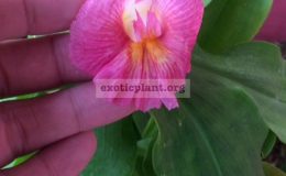 Costus-sp.T04-pink-flower-20