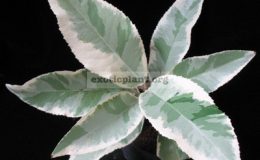 Croton-sp-T01-big-leaf-albomarginata-55