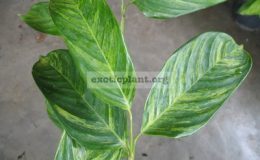 Ctenanthe-lubbersiana-variegated-24