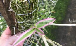 Dendrobium-aphyllum-variegated