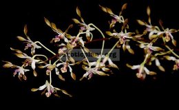 Dendrobium-carronii
