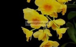 Dendrobium-chrysotoxum