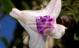 Dendrobium-elliottianum-