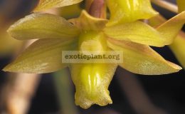 Dendrobium-ionopus