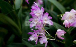 Dendrobium-kingianum