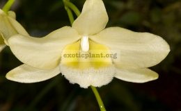 Dendrobium-pulchellum-«alba»-
