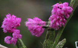 Dendrobium-purpureum