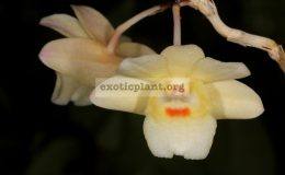 Dendrobium-sanguinolentum