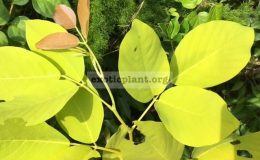 Dendrolobium-umbellatum-Vanuatu-yellow-leaf-50