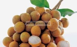 Dimocarpus-longan-Edor-graftedfruit-tree-38-Small-fruit-with-sweet-taste