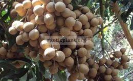 Dimocarpus-longan-Puang-Thong-38-This-variety-mutation-from-Dimocarpus-longan-Edor.-The-bigger-fruit-and-easier-to-fruit-than-Edor.-