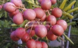 Dimocarpus-longan-pink-fruit-45-This-one-has-a-pink-fruit-with-sweet-taste-and-crispy-flesh