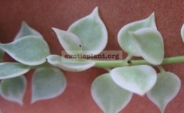 Dischidia-ruscifolia-Million-Heart-variegated