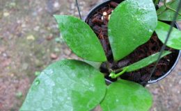 Dischidia-sp-365-Burma-rhombic-leaf-No-365-1