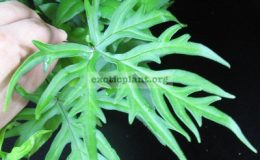 Doryopteris-ludensMalaysiafertile-leaf