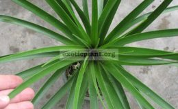 Dracaena-loureiri-narrow-leaf-40-
