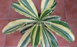 Dracaena-sp-T01-selection-variegated-2400-2