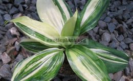Dracaena-sp-T01-selection-variegated-2400
