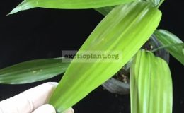 Dracaena-thalioides-green-leaf-30-