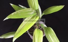 Dracaena-thalioides-green-leaf-30