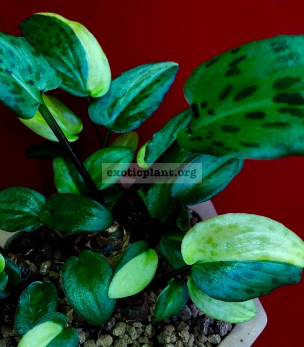 Drimiopsis maculata variegated 20