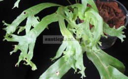 Drynaria-quercifolia-Dichotoma-variegated-