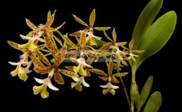 Epidendrum-stamfordianum