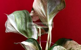 Epipremnum-marble-big-leaves-clones-15-