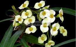Euphorbia-annamarieae