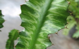 Euphorbia-grandicornis