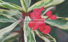 Euphorbia-milii-white-lightening