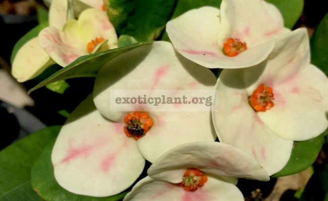 Euphorbia-millii-grandiflora-Endless-Love