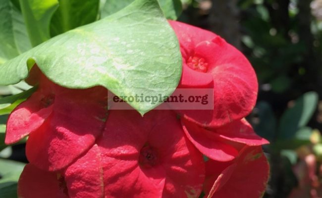 Euphorbia-millii-grandiflora-Flame-of-Forest-