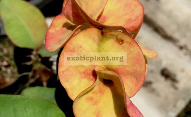 Euphorbia-millii-grandiflora-King-Diamond