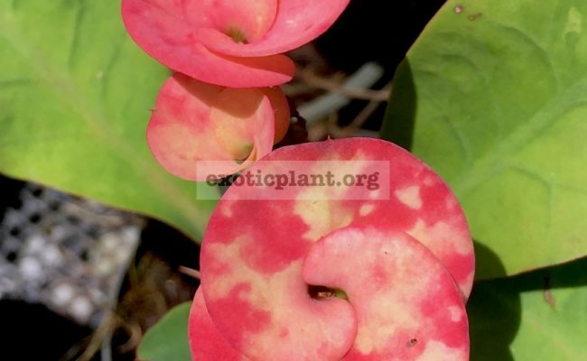 Euphorbia-millii-grandiflora-Rose-of-Northern-City-