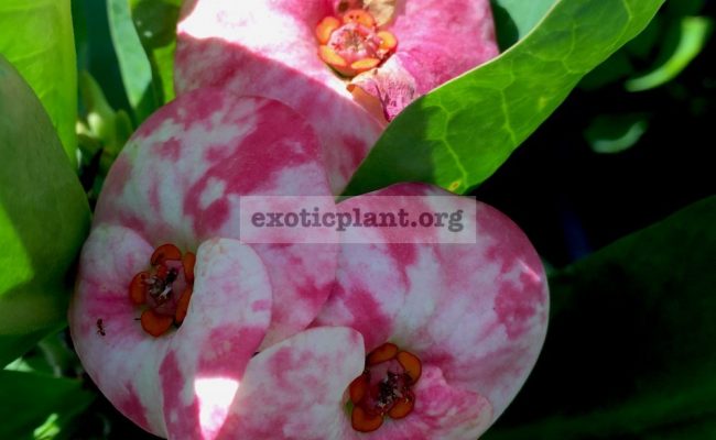 Euphorbia-millii-grandiflora-Rose-of-Northern-City-1-1