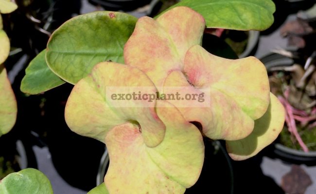 Euphorbia-millii-grandiflora-Velvet-Perfection