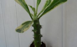 Euphorbia-neriifolia-