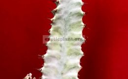 Euphorbia-trigona-white-variegata-cataloque