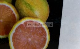 Eureka-variegated-pink-lemon-30